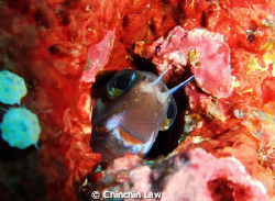 smiley blenny at alor by Chinchin Law 